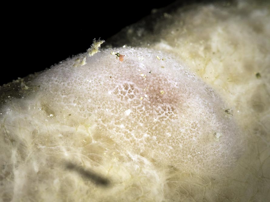 Dorid sp. W